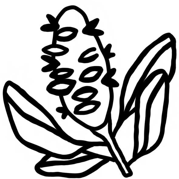 Banksia Seed Pod Stamp