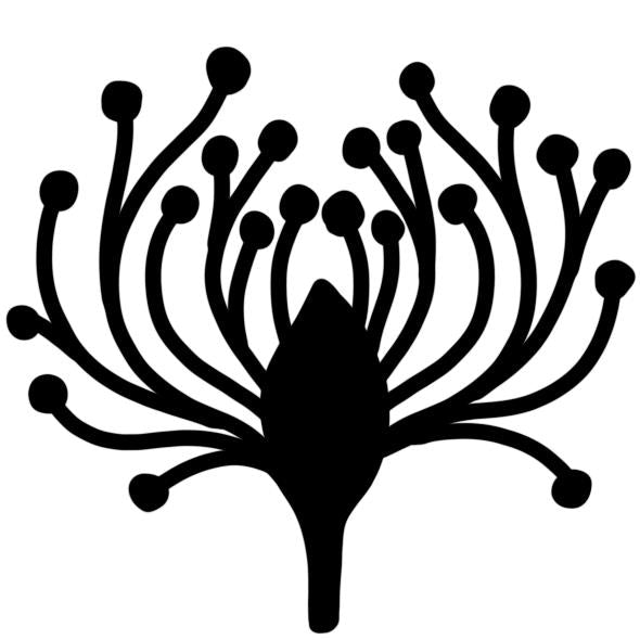 Leucospermum Stamp