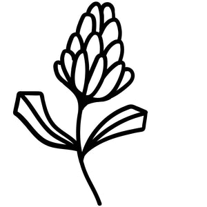 Leucadendron Stamp
